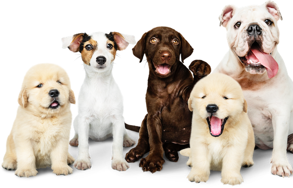 What's the best dog breed? Use our dog breed selector | Pawzy