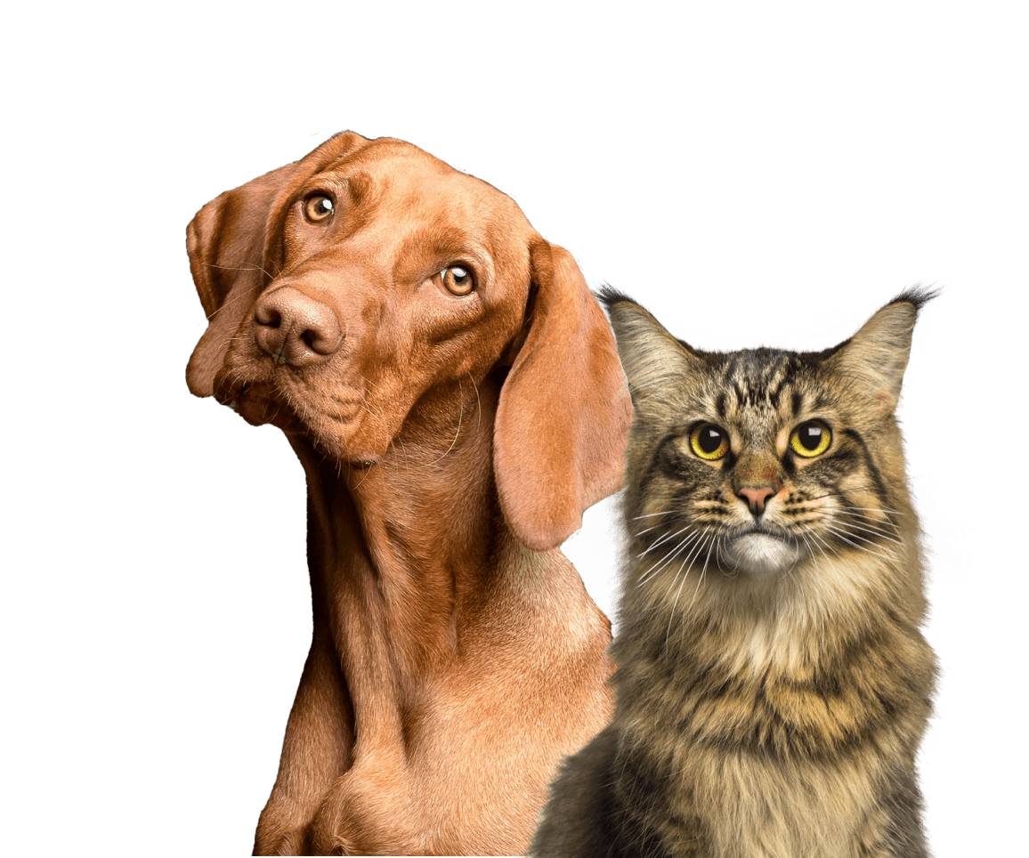 Online vets in Toronto - book pet telemedicine | Pawzy